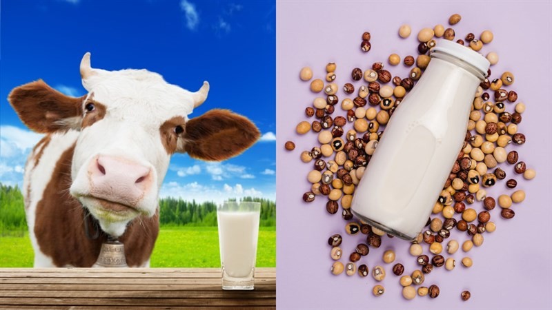 Sữa hạt là gì? Tác dụng sữa hạt? Có nên dùng sữa hạt thay sữa bò